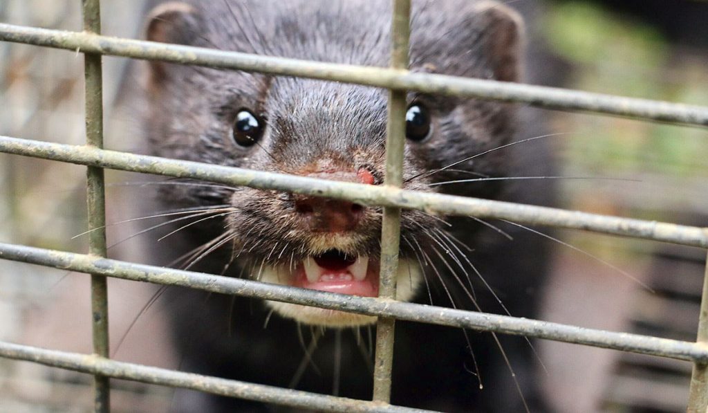 Diputado Rathgeb llama al SAG a aplicar plan de contingencia ante aparición de visones en sectores de La Araucanía