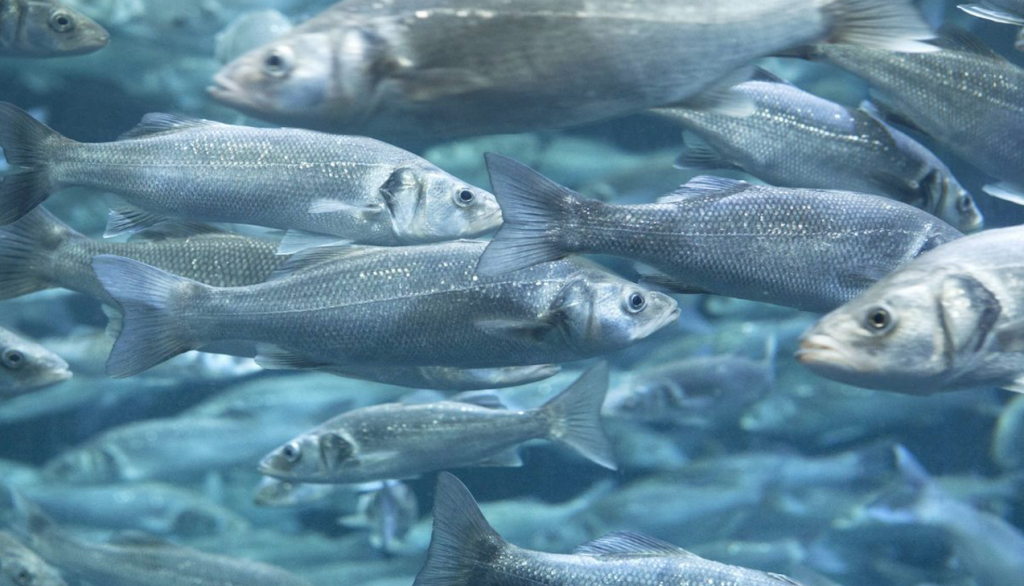 El químico clorpirifós a largo plazo y en dosis bajas acelera el envejecimiento en peces
