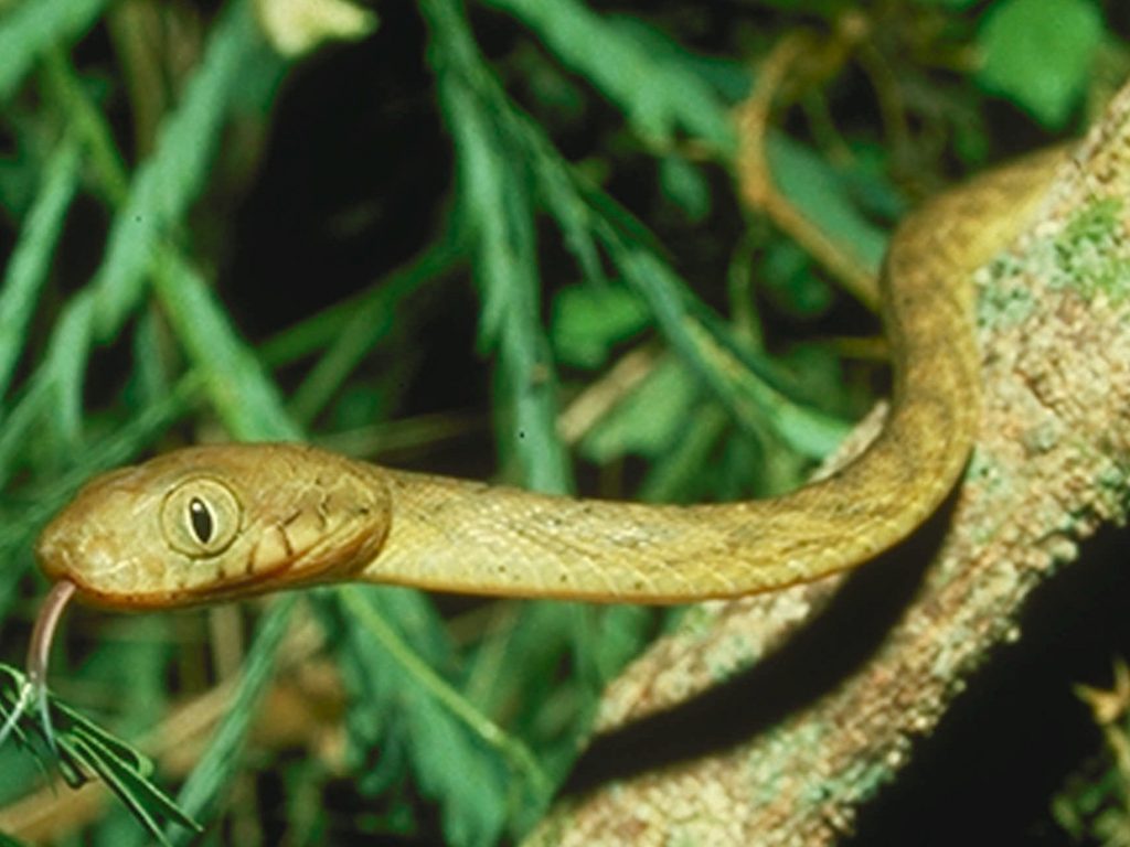 Estados Unidos utiliza 2.000 ratas para matar una serpiente invasora que acaba con aves y causa daños Estados Unidos utiliza 2.000 ratas para matar una serpiente invasora que acaba con aves y causa daños