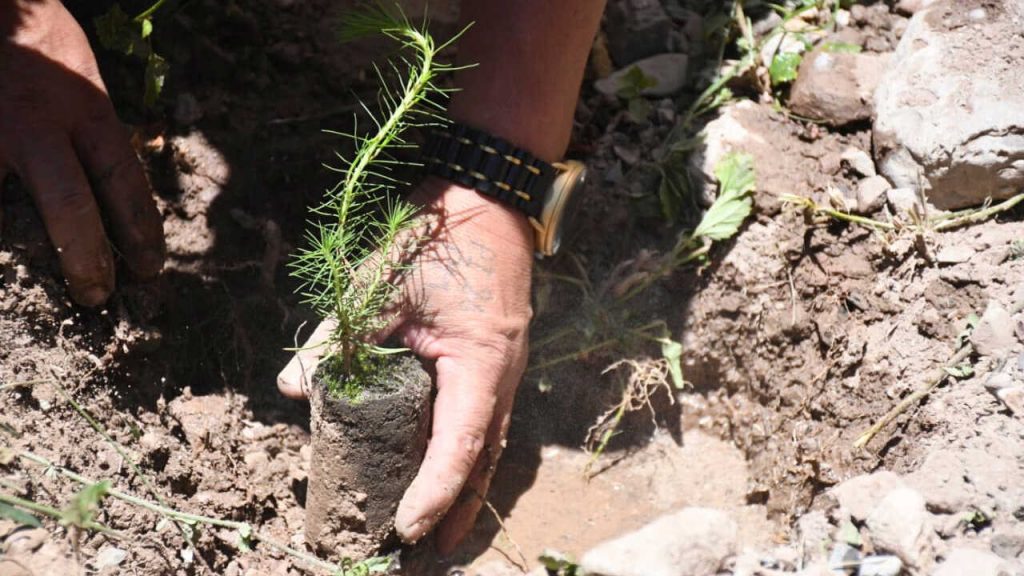 Gobernación y mineros reforestan en Sicaya Gobernación y mineros reforestan en Sicaya