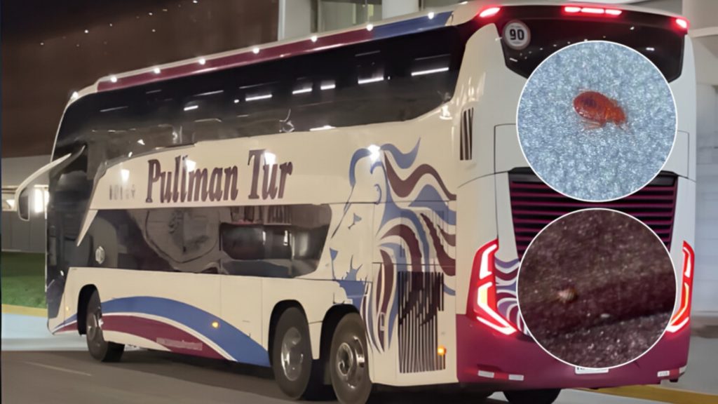 Pasajeros alertan presencia de chinches a bordo de bus Pullman Tur en Los Ángeles Pasajeros alertan presencia de chinches a bordo de bus Pullman Tur en Los Ángeles