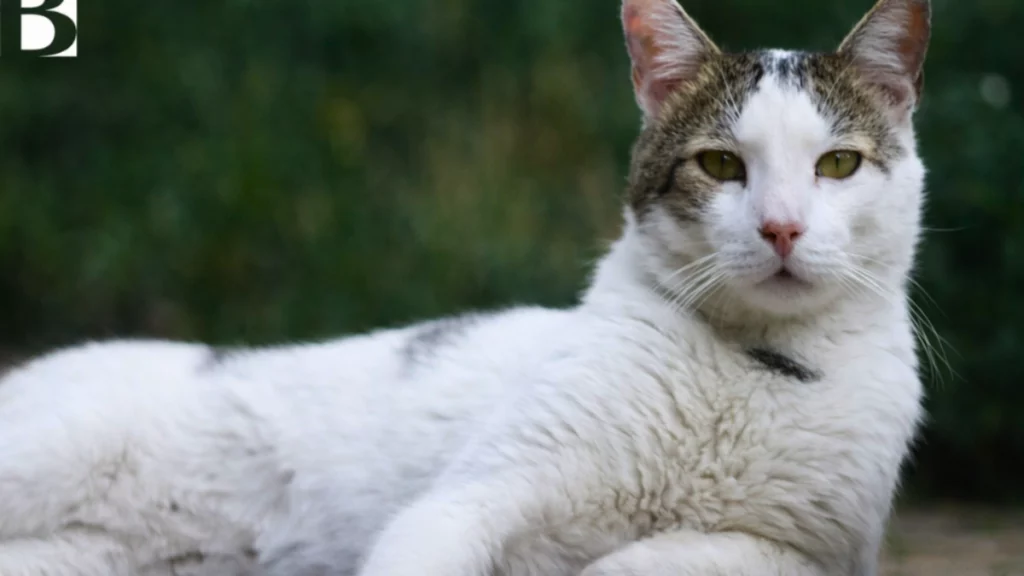 Pontificio, el gato que se 'graduó con honores' y conquistó el campus de una universidad de Medellín: el egresado 'mas tierno'