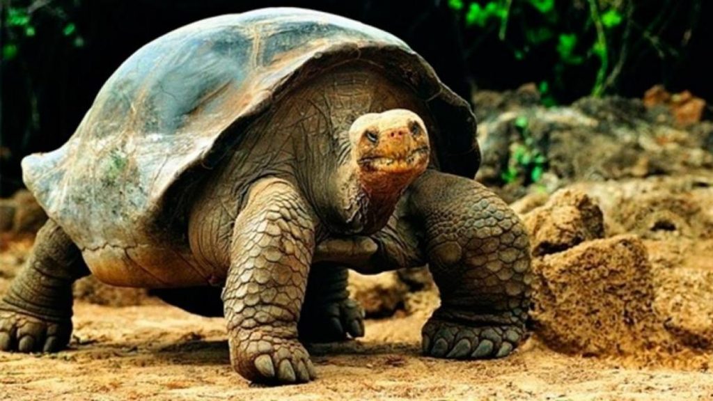Reintroducen 158 tortugas gigantes en una isla de Galápagos tras más de un siglo de desaparición Reintroducen 158 tortugas gigantes en una isla de Galápagos tras más de un siglo de desaparición