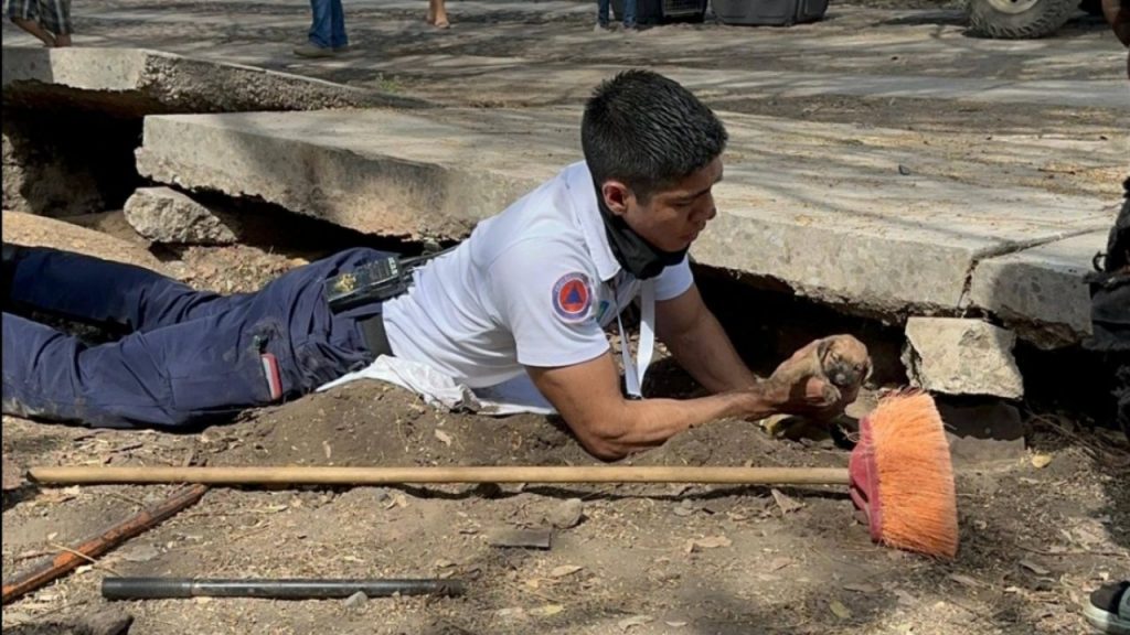 Rescatan a Canela ya sus cinco cachorros en Colima, llevaban 24 horas atrapados debajo de una losa de concreto