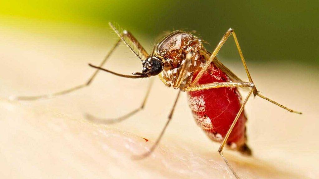 Santa Cruz suma tres fallecidos y más de 3.000 casos de chikungunya