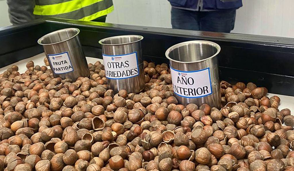 Taller de calidad posiciona al avellano europeo de La Araucanía en la industria chocolatera mundial