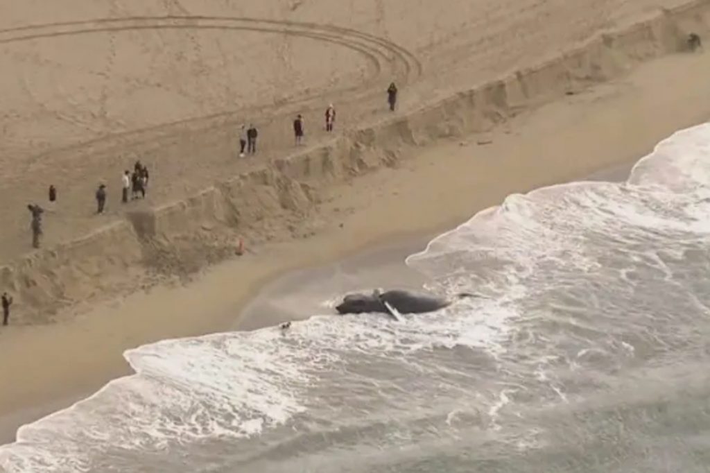 Una enorme ballena muerta apareció en una playa de California. Una enorme ballena muerta apareció en una playa de California.
