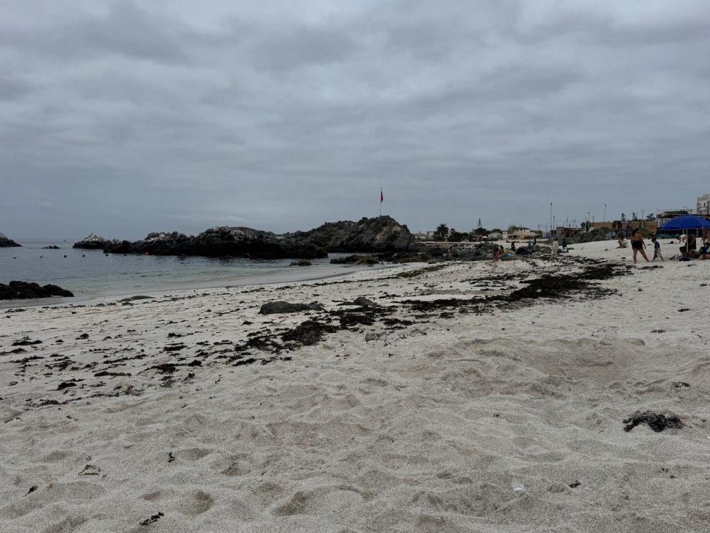 VÍDEO | Continúa varazón de algas en Bahía Inglesa: turistas y locatarios piden reforzar la limpieza en la playa
