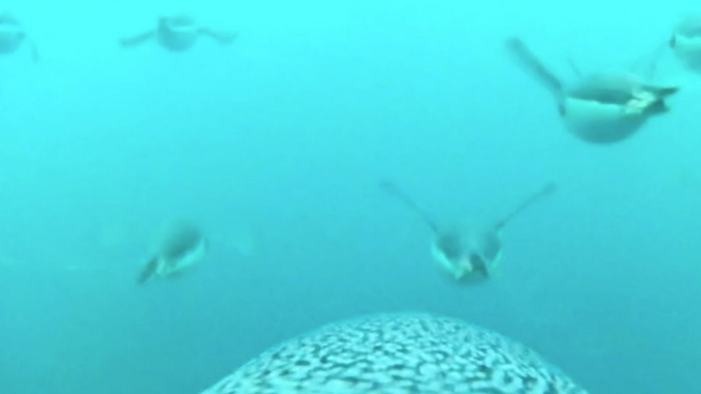 Video muestra el increíble buceo de los pingüinos barbijo: nadan hasta 30 km/h en busca de alimento