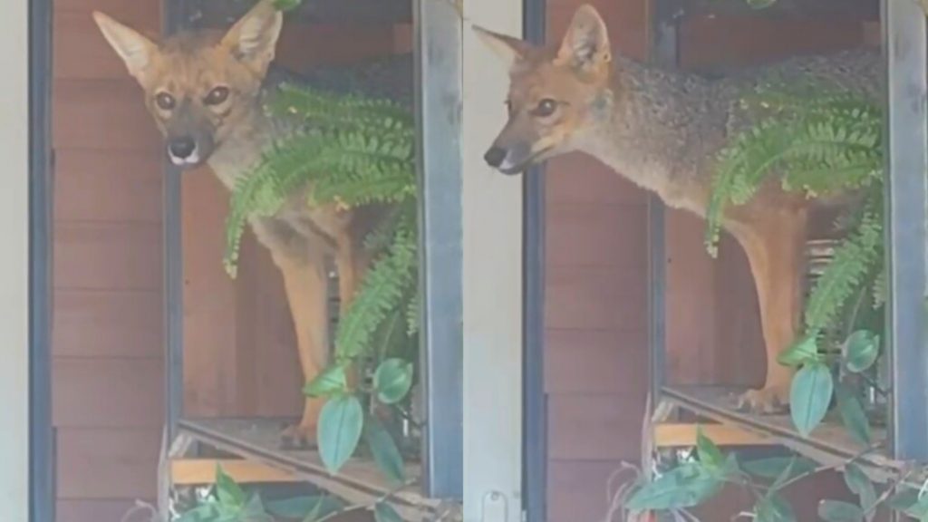 Zorro culpeo fue rescatado herido desde sector rural en Los Ángeles