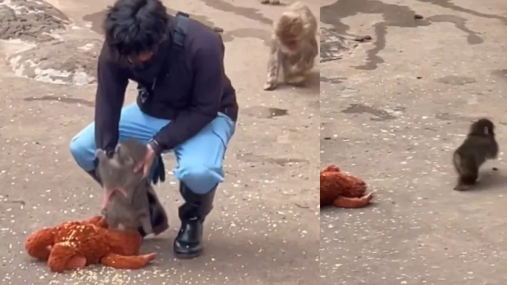 el tierno momento en que el monito regresa corriendo a los brazos de su cuidador