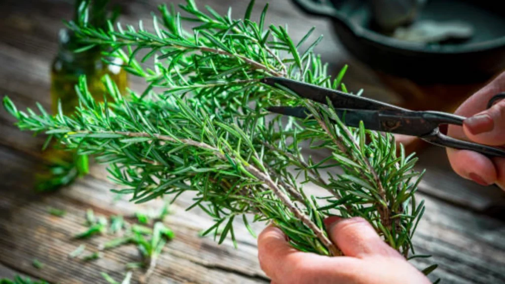la fórmula casera que relaja los pies y elimina el mal olor