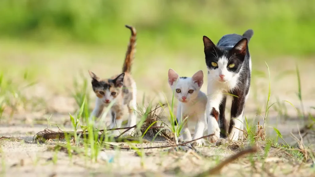 ¿Qué son los gatos salvajes y cómo mantener limitada su reproducción? ¿Qué son los gatos salvajes y cómo mantener limitada su reproducción?