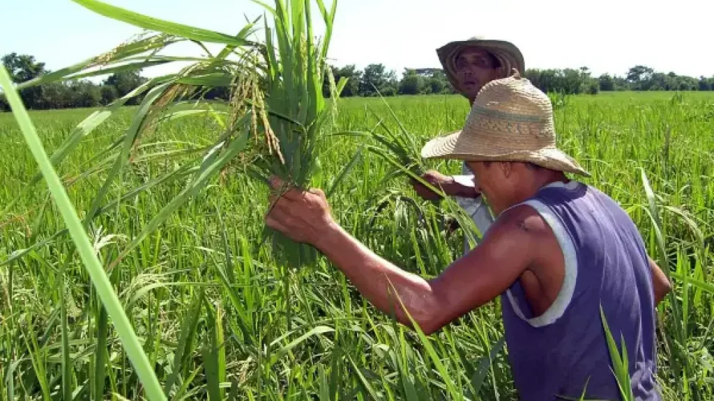 ¿Subirá el precio del arroz en Colombia por la batalla de aranceles con Ecuador?